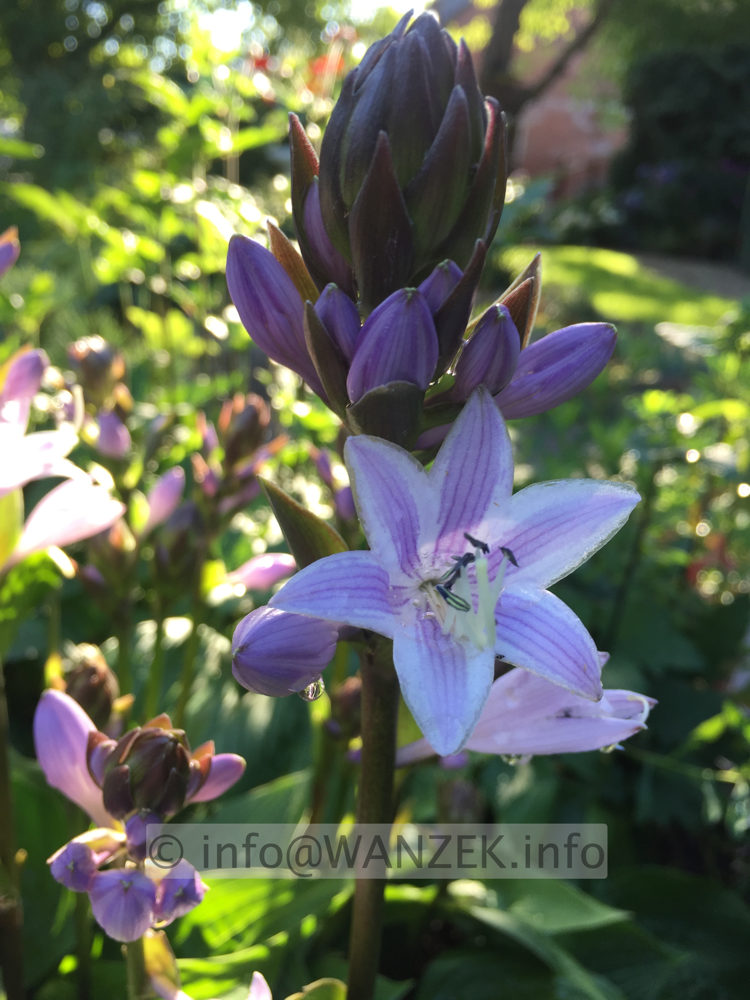 Hosta Hybride Schoene Naomi 004 Bluetenmacro.JPG